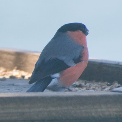 Birds - UK species
