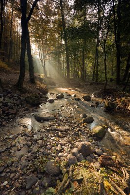 Mysteries of the Forest