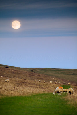 Shepherd Moon
