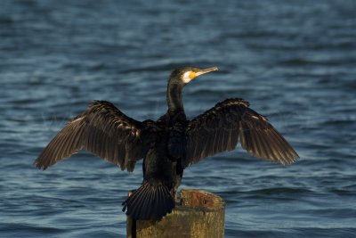 Great Cormorant II