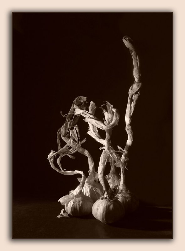 Garlic