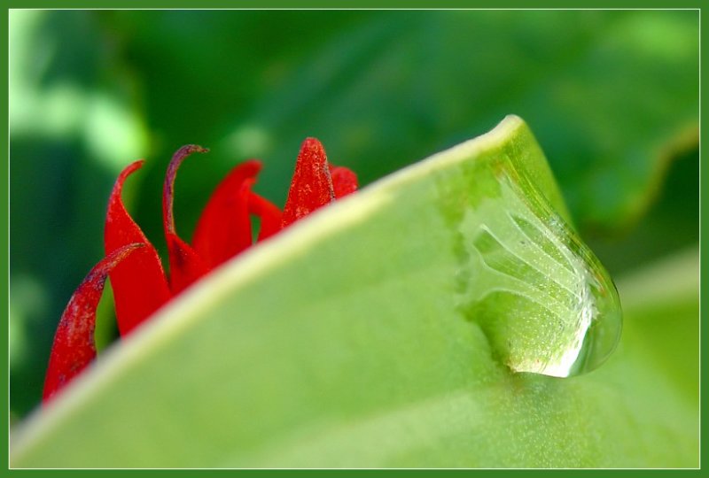 <B>Hanging on a Hosta</b>