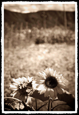 sunflowersby mschf