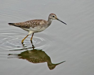 Greater Yellow Legs by Hutchman