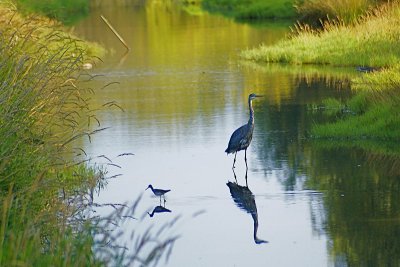 Reflections on a Peaceful Stream by Hutchman