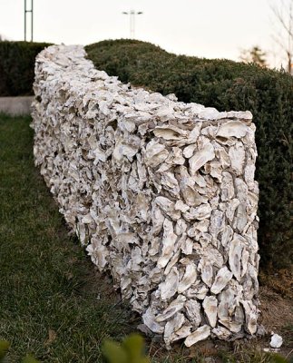 oyster shell wallby jrdu