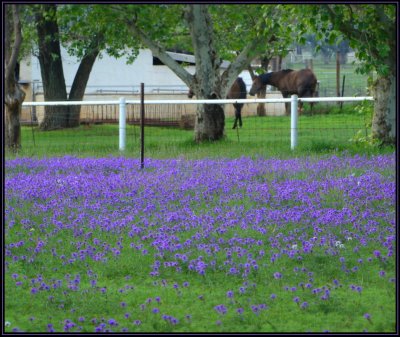 Fields of Purple By Jill Rex
