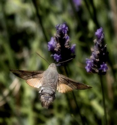 Hummingbird Mothby Moti
