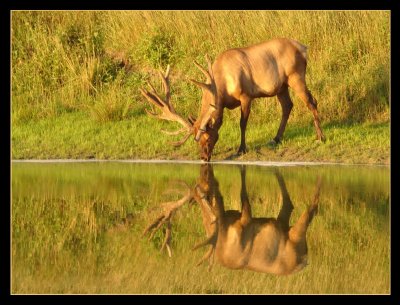 4th - On Golden Pond, 1981by pengu1n