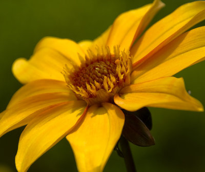 A Yellow Flower  by Cynthiana Kenison