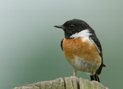 European Stonechat