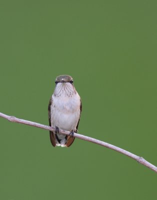 Ruby-throated Hummingbird, Kenton Co., KY