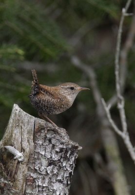 Winter Wren, Luzerne Boardwalk, MI