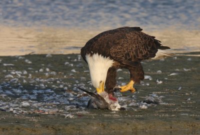 Bald Eagle, Ft. Myers Beach 10/09