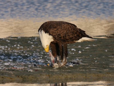 Bald Eagle, Ft. Myers Beach 10/09