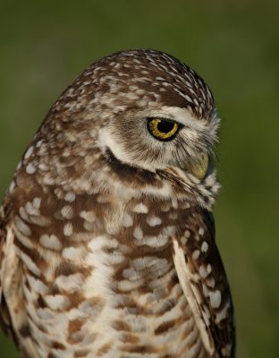 Burrowing Owl, Cape Coral 10/09