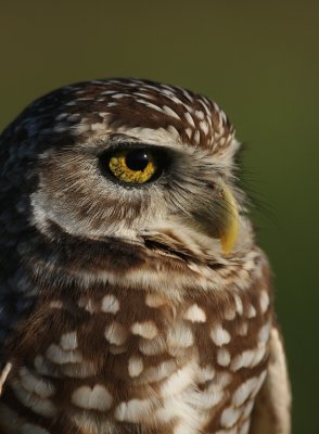 Burrowing Owl, Cape Coral 10/09