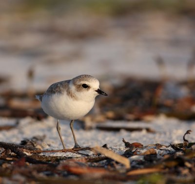 Snowy Plover, Ft. Myers Beach 10/09