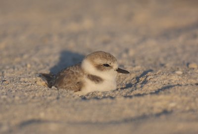 Snowy Plover, Ft. Myers Beach 10/09