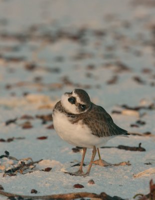 Wilson's Plover, Ft. Myers Beach 10/09