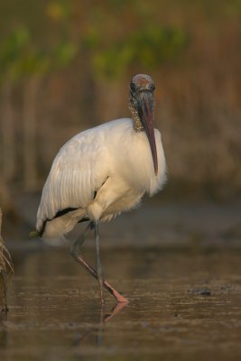 Wood Stork, Ft. Myers Beach 10/09