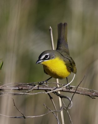 Yellow-breasted Chat, Hamilton Co., OH