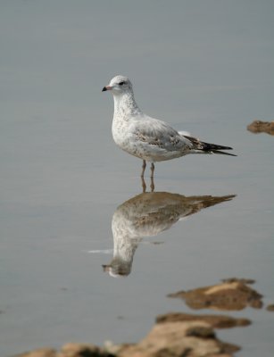 Ring-billed Gull, Falls of the Ohio, IN