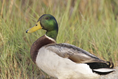 Mallard, Dauphin Island, AL