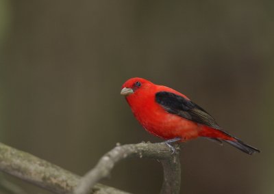 Scarlet Tanager, Hartwick Pines State Park, MI