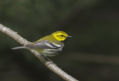 Black-throated Green Warbler, Hartwick Pines State Park, MI
