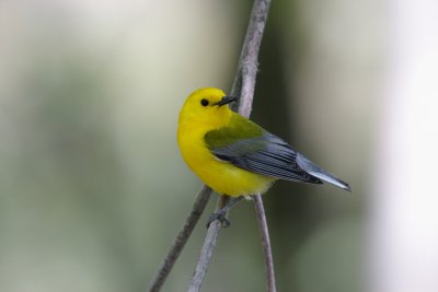 Prothonotary Warbler, Oxbow Wetland, IN