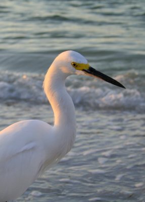 Snowy Egret, Sanible Island, FL