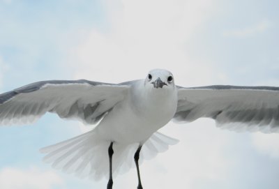 Laughing Gull, Sanibel Island, FL