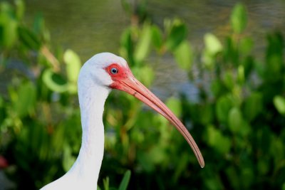 White Ibis, Sanibel Island, FL