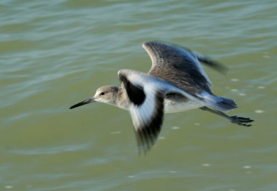 Willet in Flight, Captiva Island, FL