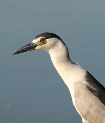 Black-crowned Night Heron, Washington, D.C.