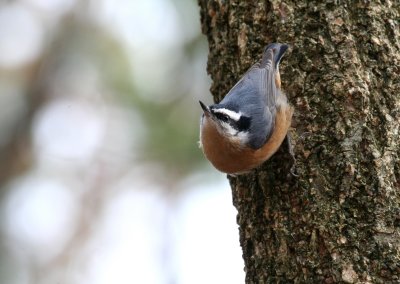 Red-breasted Nuthatch, Cincinnati Nature Center, OH