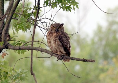 Great Horned Owl, Oxbow Wetland, IN