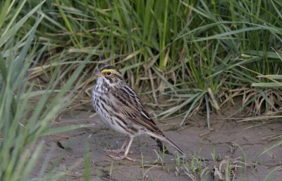 Savannah Sparrow, Armleder Park, Cincinnati, OH
