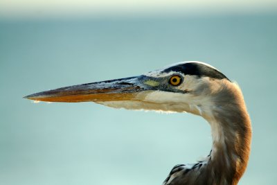 Great Blue Heron, Captiva Island, FL