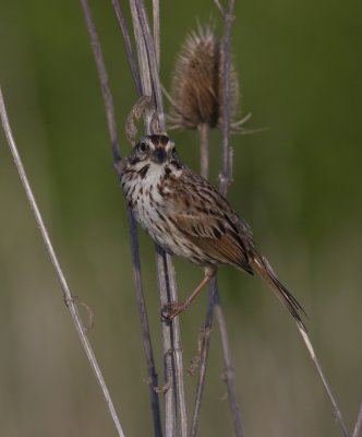 Song Sparrow, Kenton County, KY