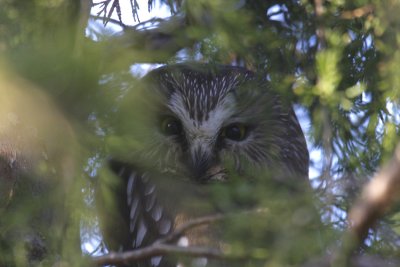 Saw-whet Owl, Mason, OH