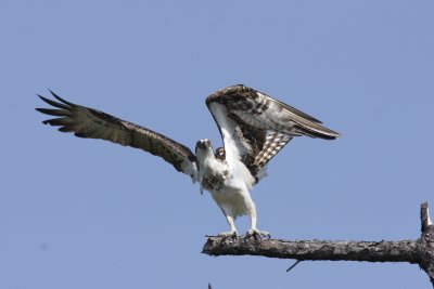 Osprey, Dauphin Island, AL