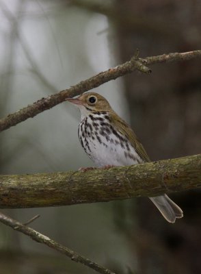 Ovenbird, Hartwick Pines State Park, MI