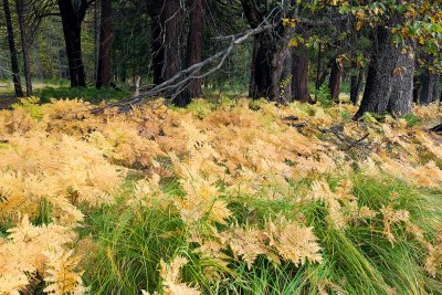 10152009-Yosemite-36