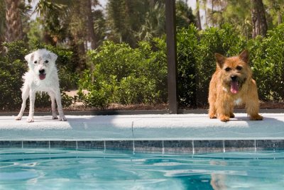 The terriers check out their pool