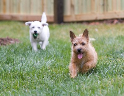 Looie and Remley in Asheville