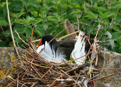 Moorhen.