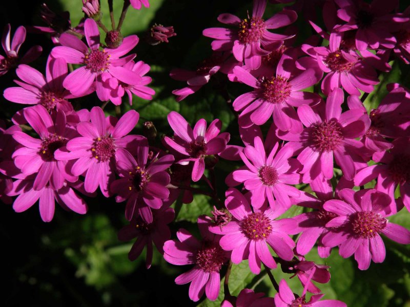 Cineraria 3.jpg