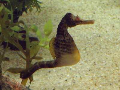 Seahorse 4.jpg